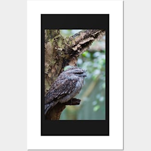 Tawny Frogmouth 1 Posters and Art